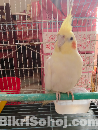 Male Cocatail Lutino